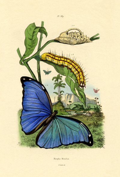 Blue Morpho by French School